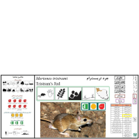 گونه جرد تریست رام Tristrams Jird